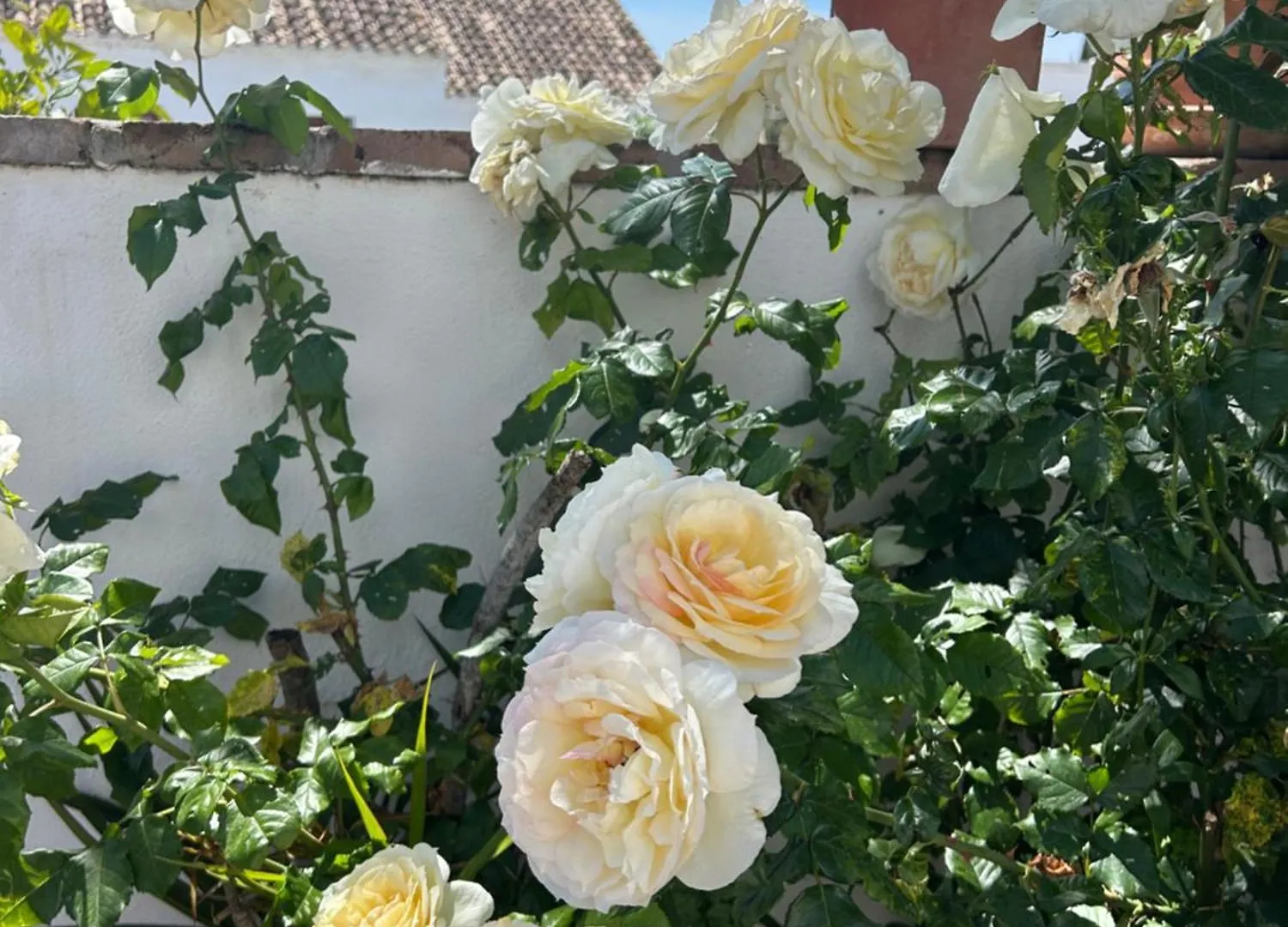 別荘 House In Marbella Surrounded By Golf Coursesヴィラ